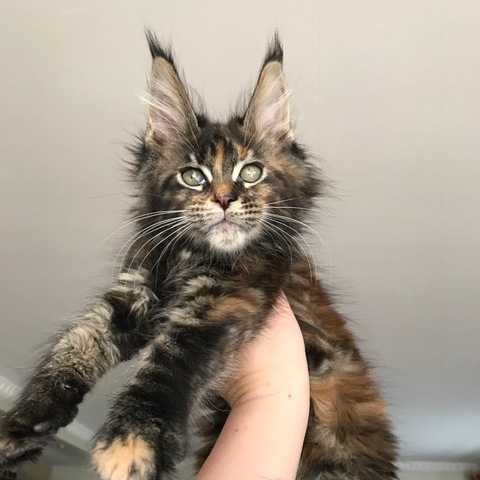 Maine coon kittens for sale washington