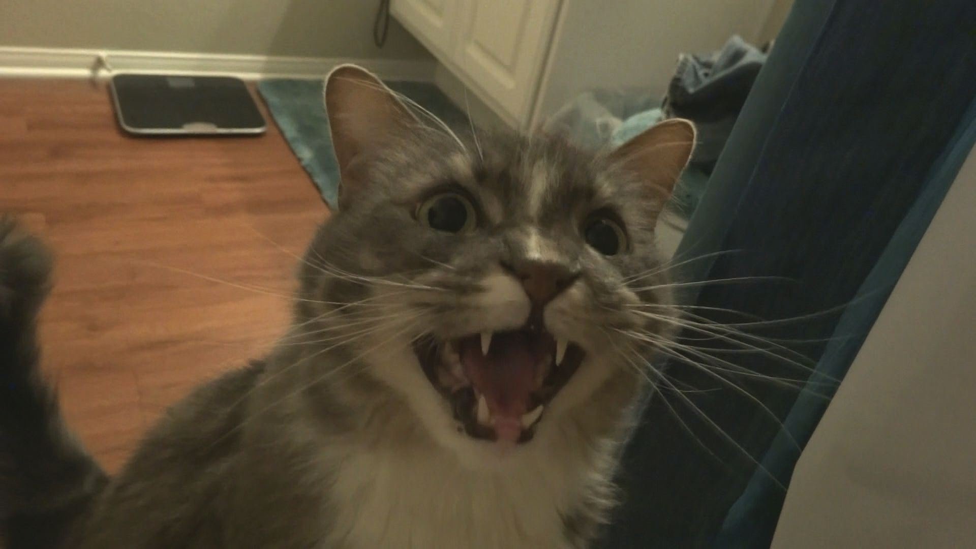 Maine Coon Cat Behavioural Problems How To Deal With Excessive Meowing Maine Coon Expert