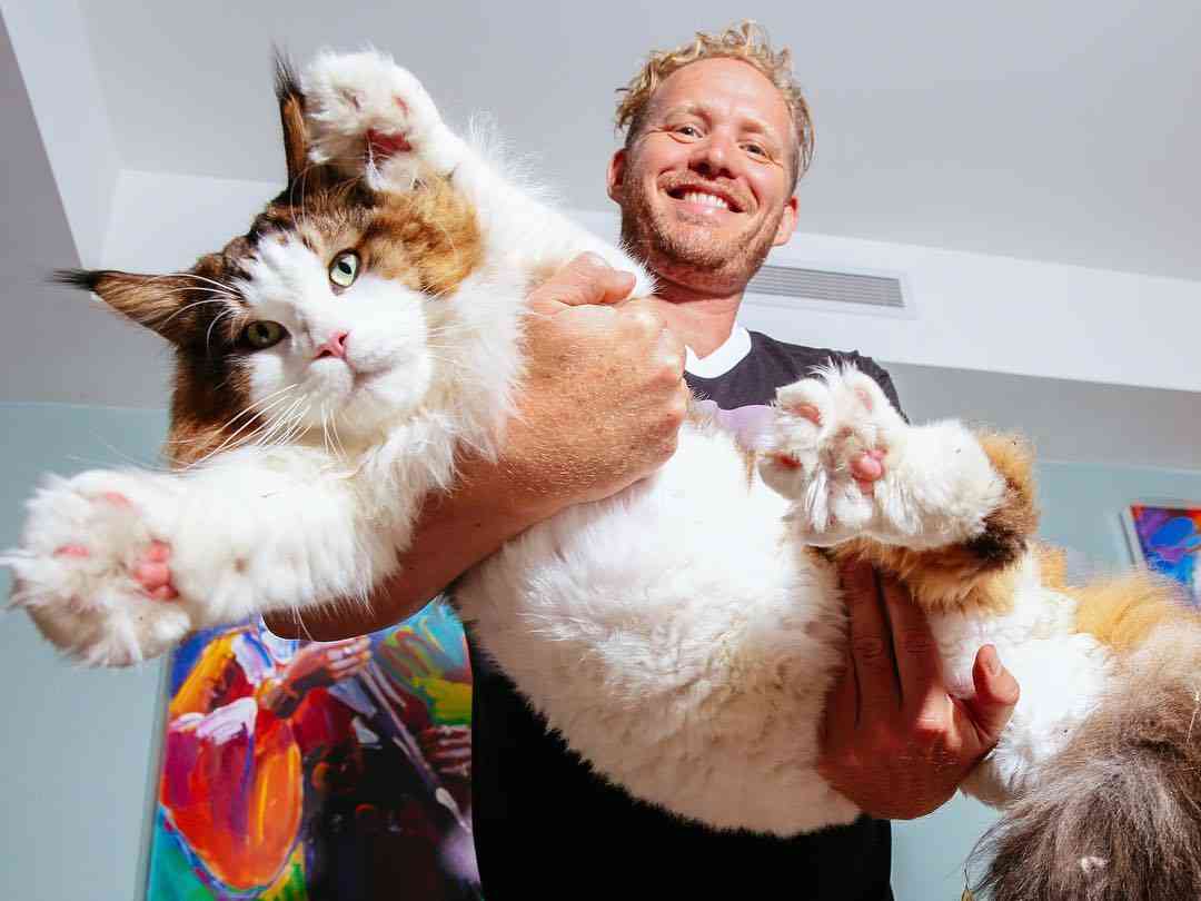11 largest maine coon cats (in 2023)
