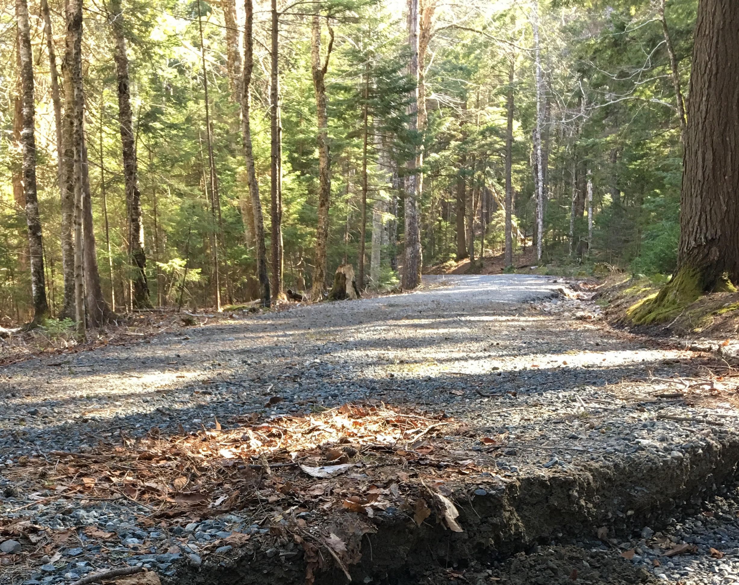 The Coronavirus escape, on Mount Desert Island
