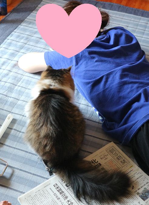 猫　画像