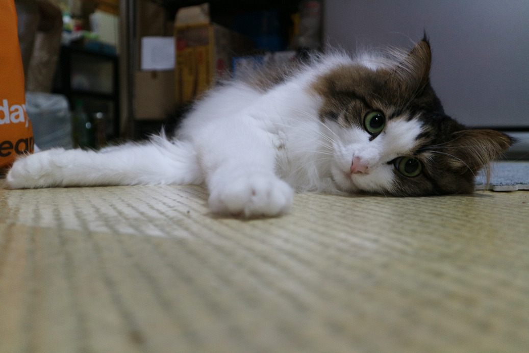 猫画像