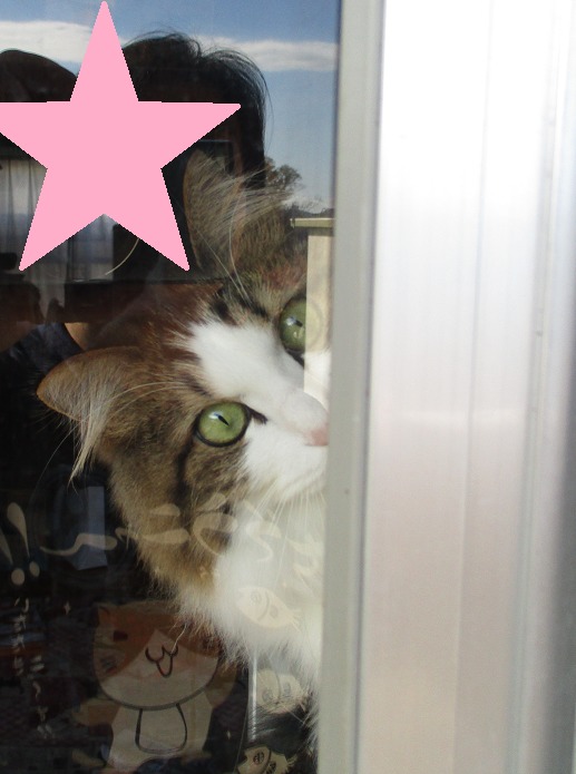 猫画像