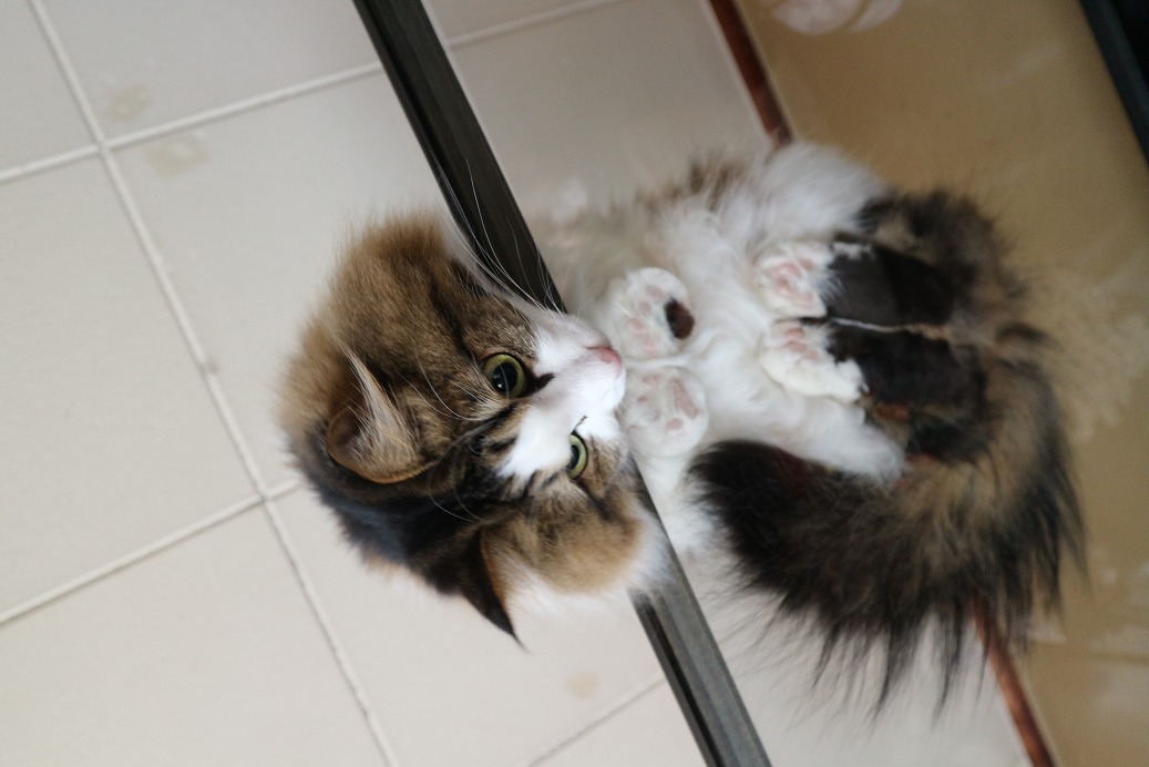 猫の裏側