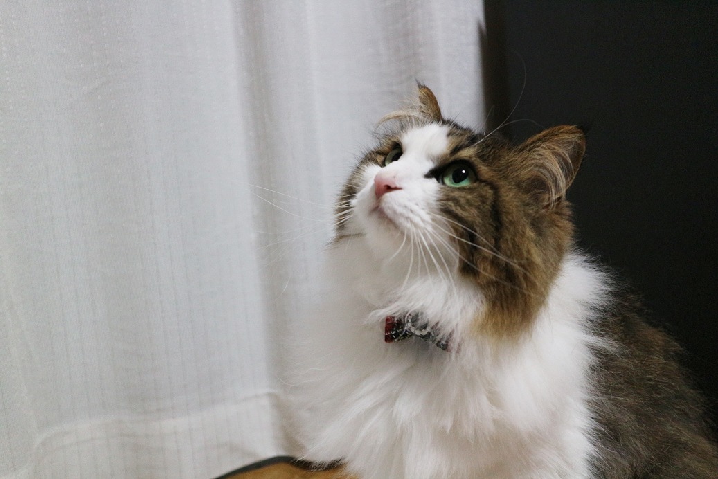 雪月花　猫用の首輪