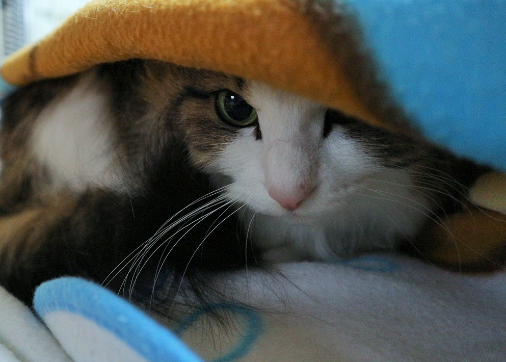 リラックマブランケットと猫