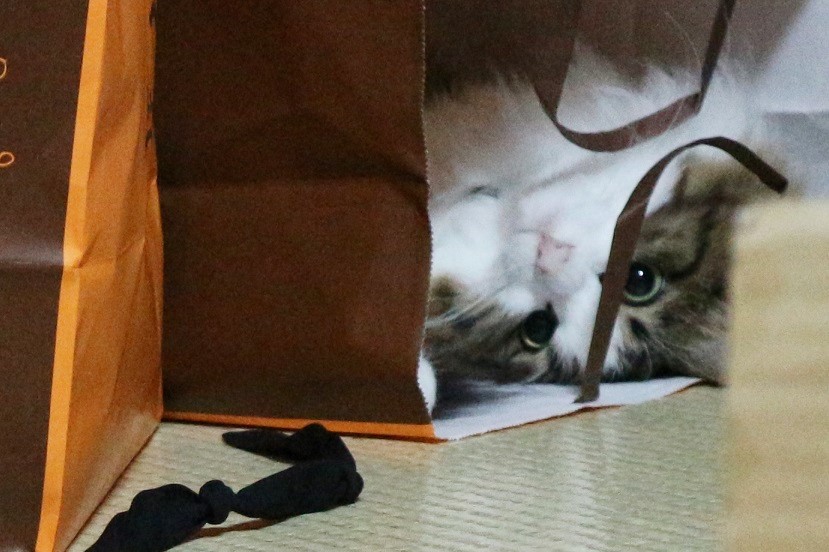 猫写真
