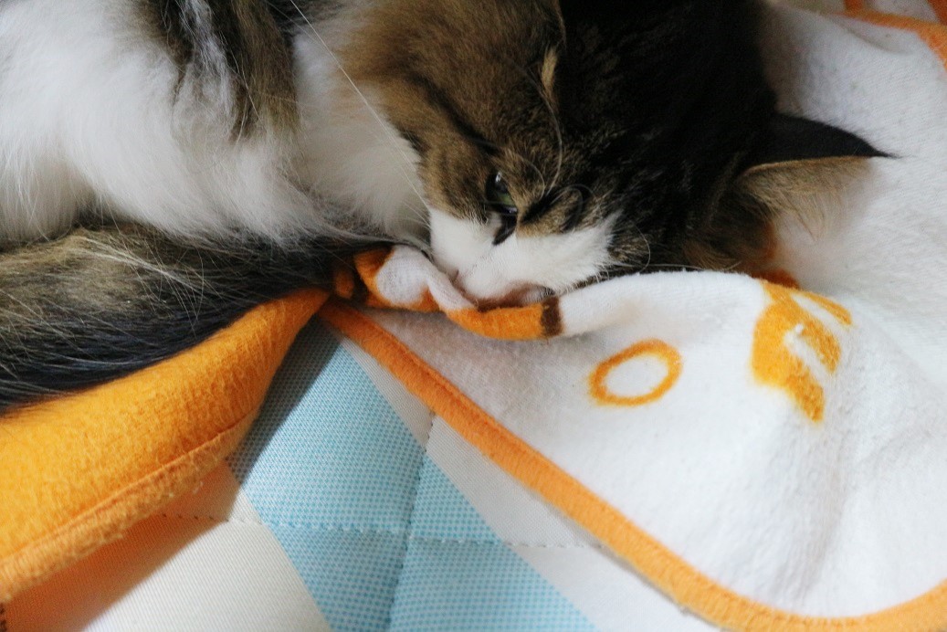 毛布にくるまる猫