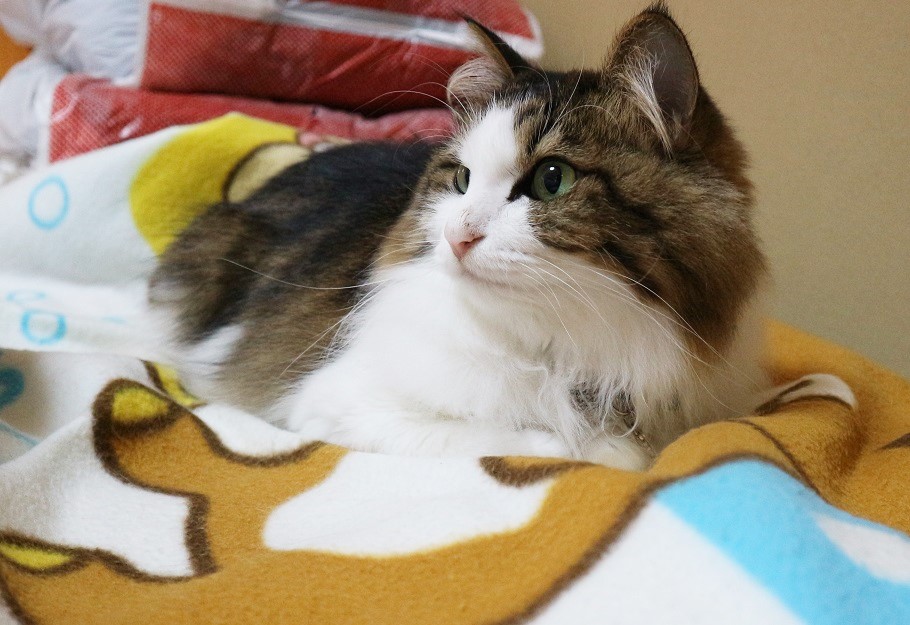 猫画像