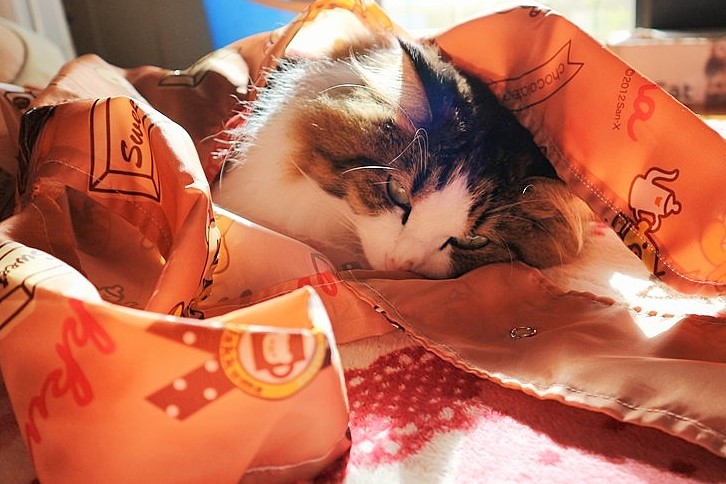 エコバッグに入る猫