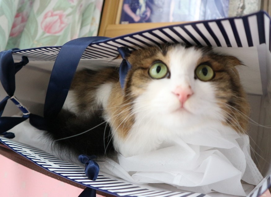 猫
