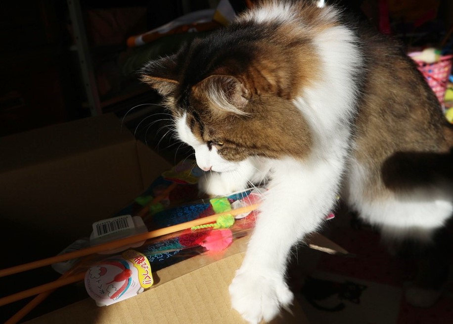 猫画像