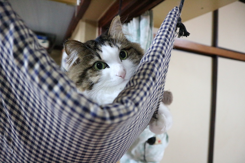 猫画像