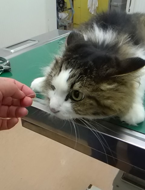 猫　白装束の館　動物病院　ワクチン
