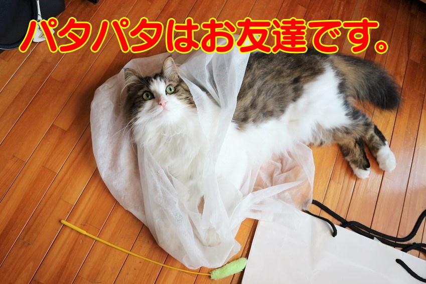 猫じゃらしの本当の名前と猫にとっての猫じゃらしの位置づけ。  ヒメ 