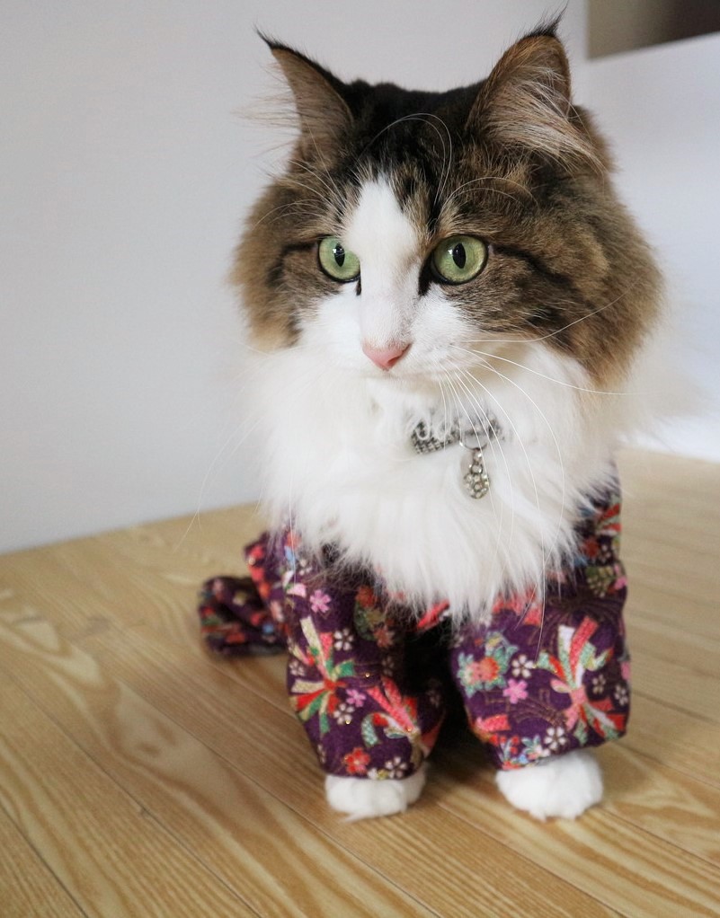 猫　着物　着物コスプレ　晴れ着　お正月