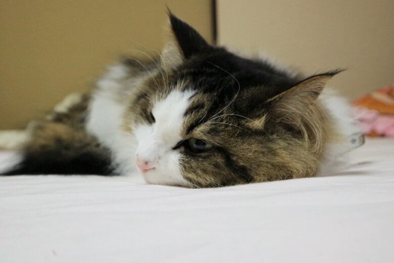 猫　スマホ　暖かい