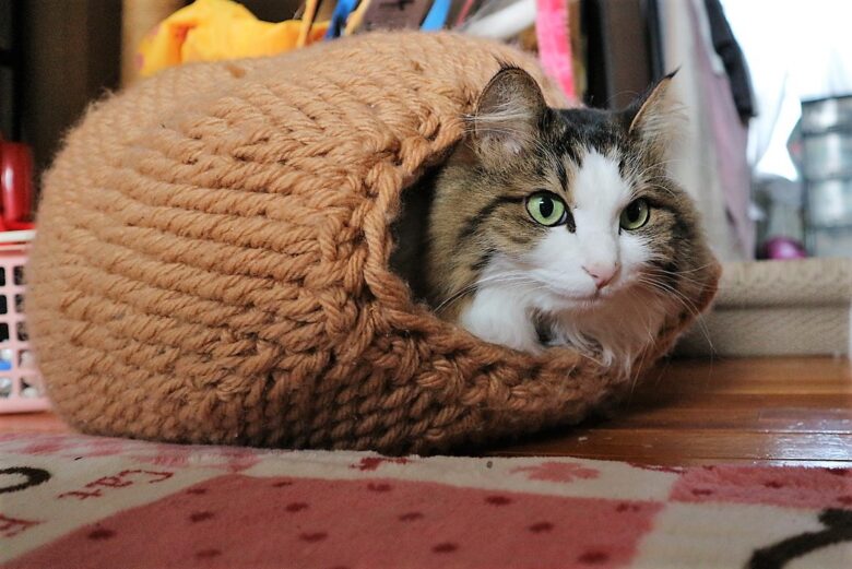 キャットドーム　猫
