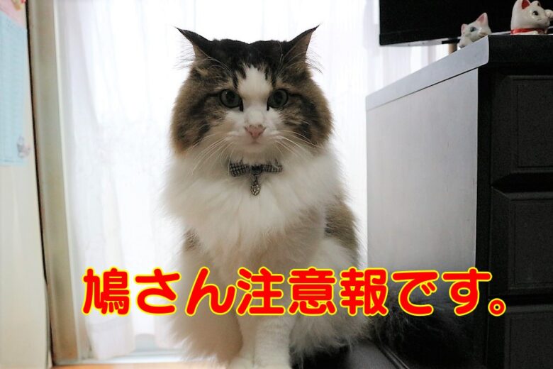 鳩　営巣問題　鳩　ベランダに巣