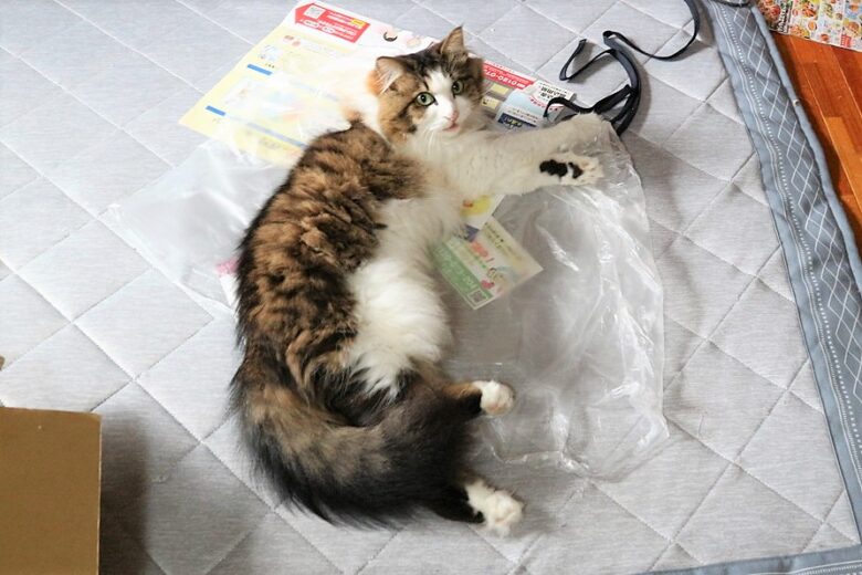 猫　画像