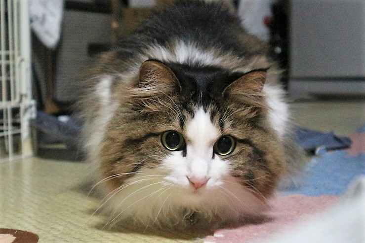 星座にねこ座がない理由