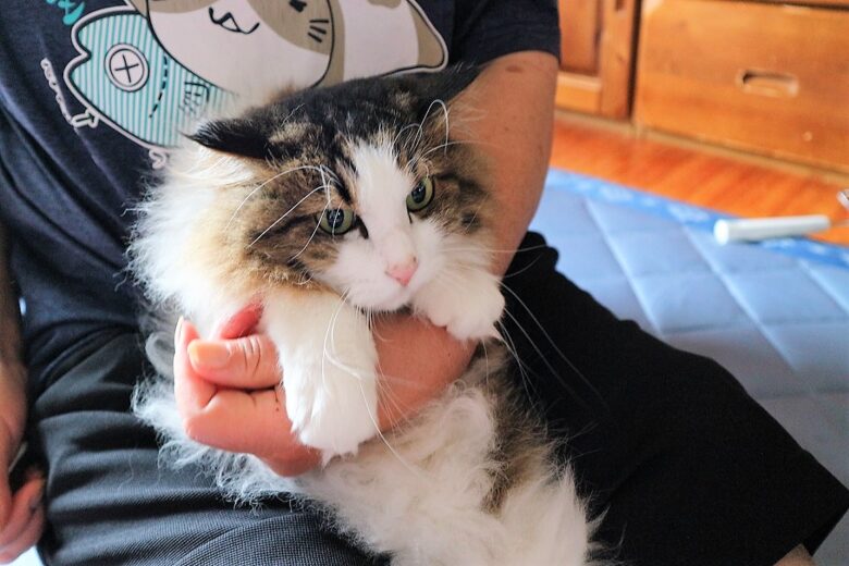 猫　耳掃除