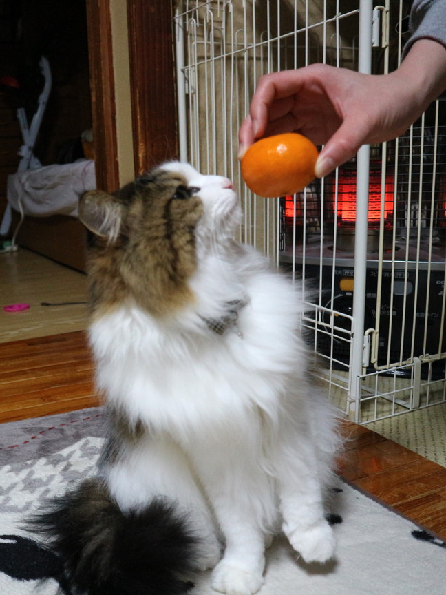 のせ猫　ミカンを乗せた猫