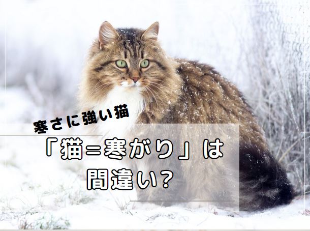 寒さに強い猫　猫=寒がりは間違い?　サーベルタイガー　ミイラ