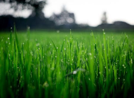 green grass lawn yard