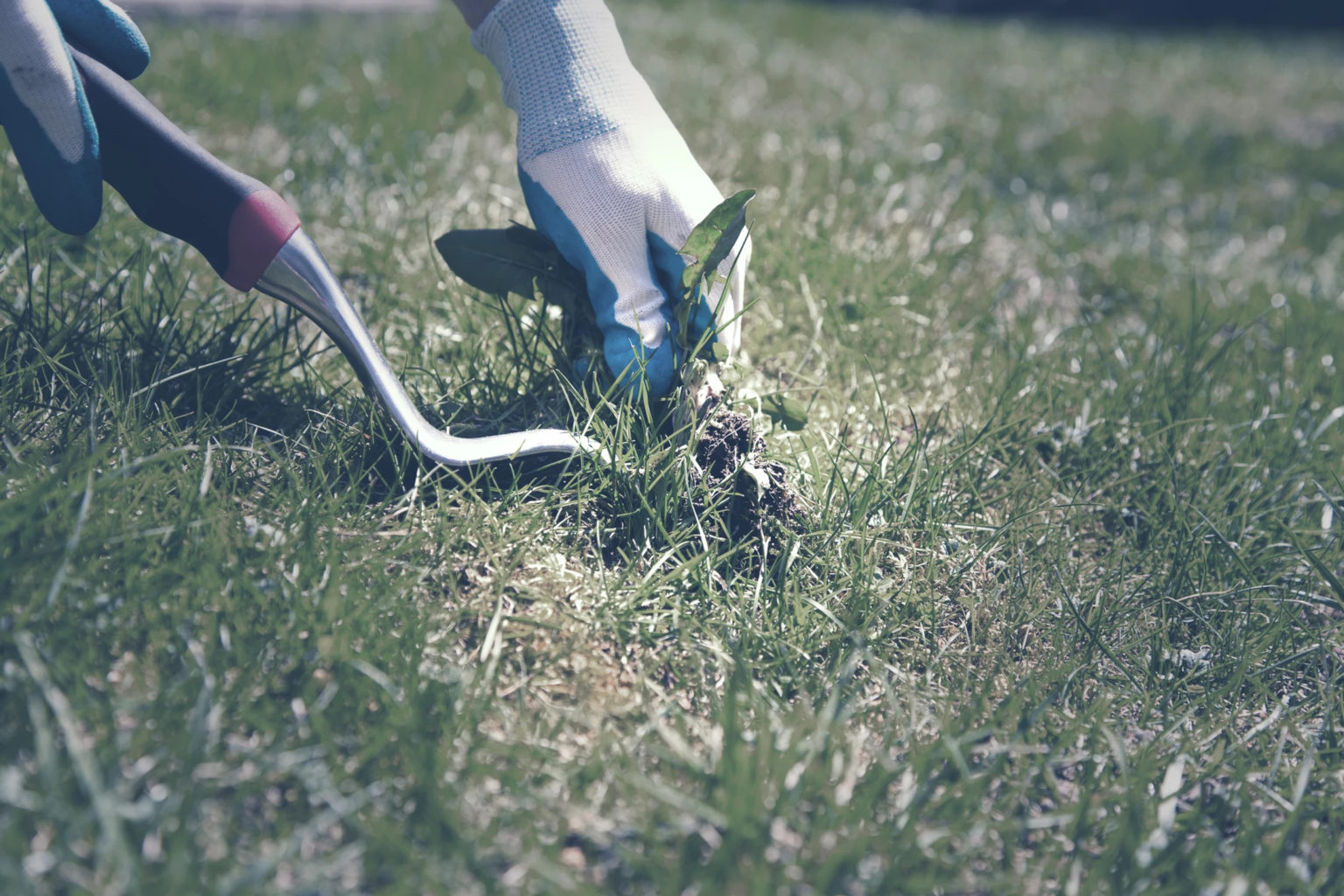 Lawn Care Franklin, MA