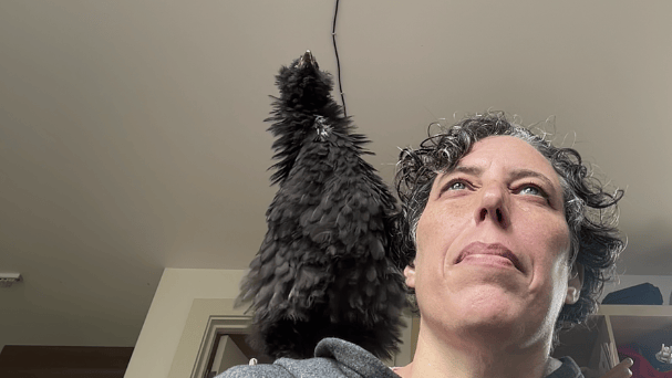 A picture of J. Mankoff with a black chicken on their shoulder. They are looking upwards, and their curly black and grey hair hangs over one eyebrow.