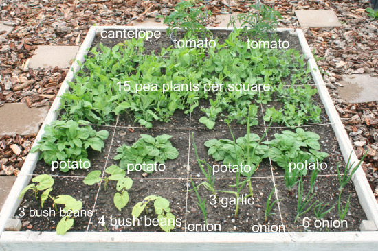 Think you need a huge yard to grow a productive edible garden? Square Foot Garden Check Up Make And Takes