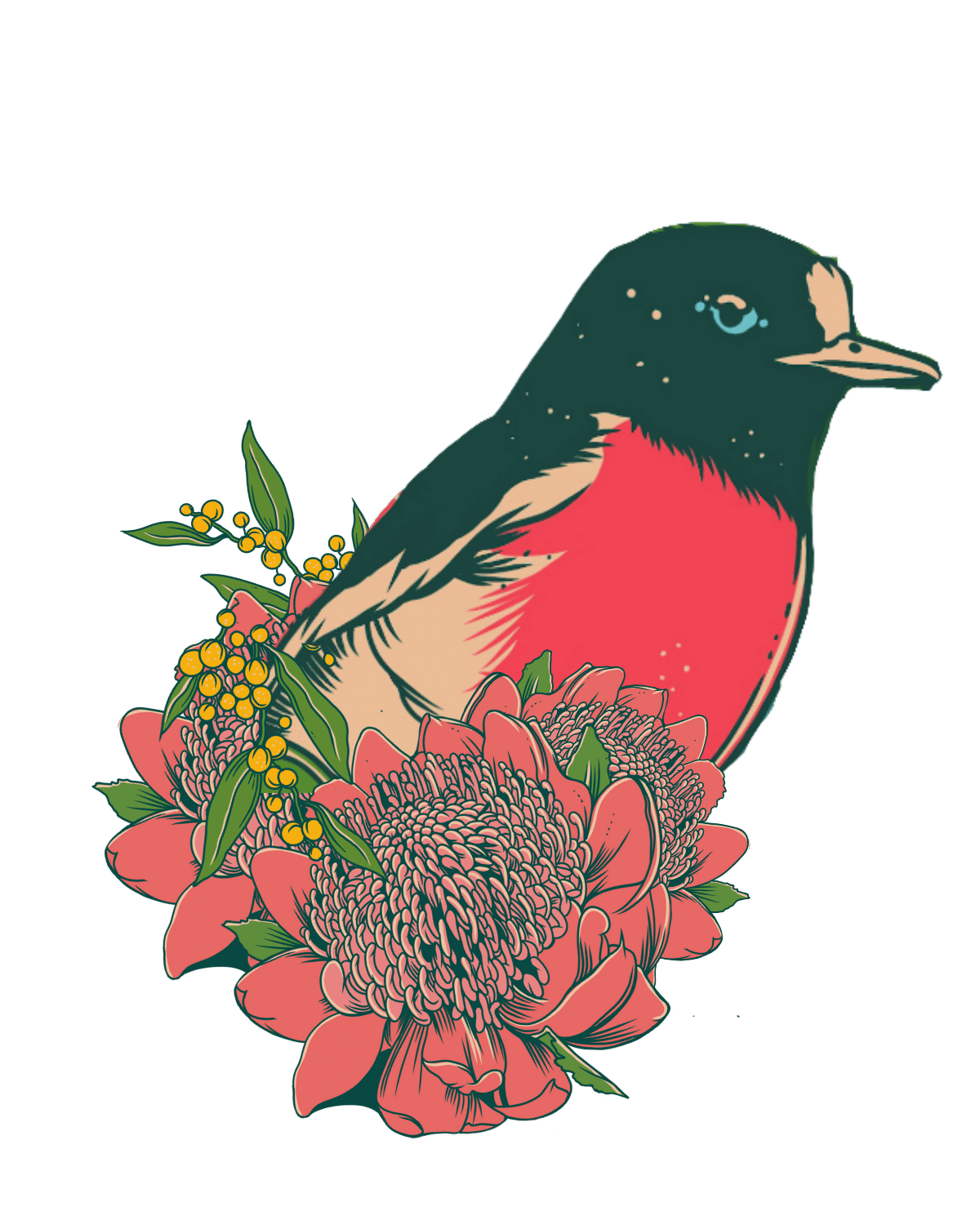 Robin Illustration