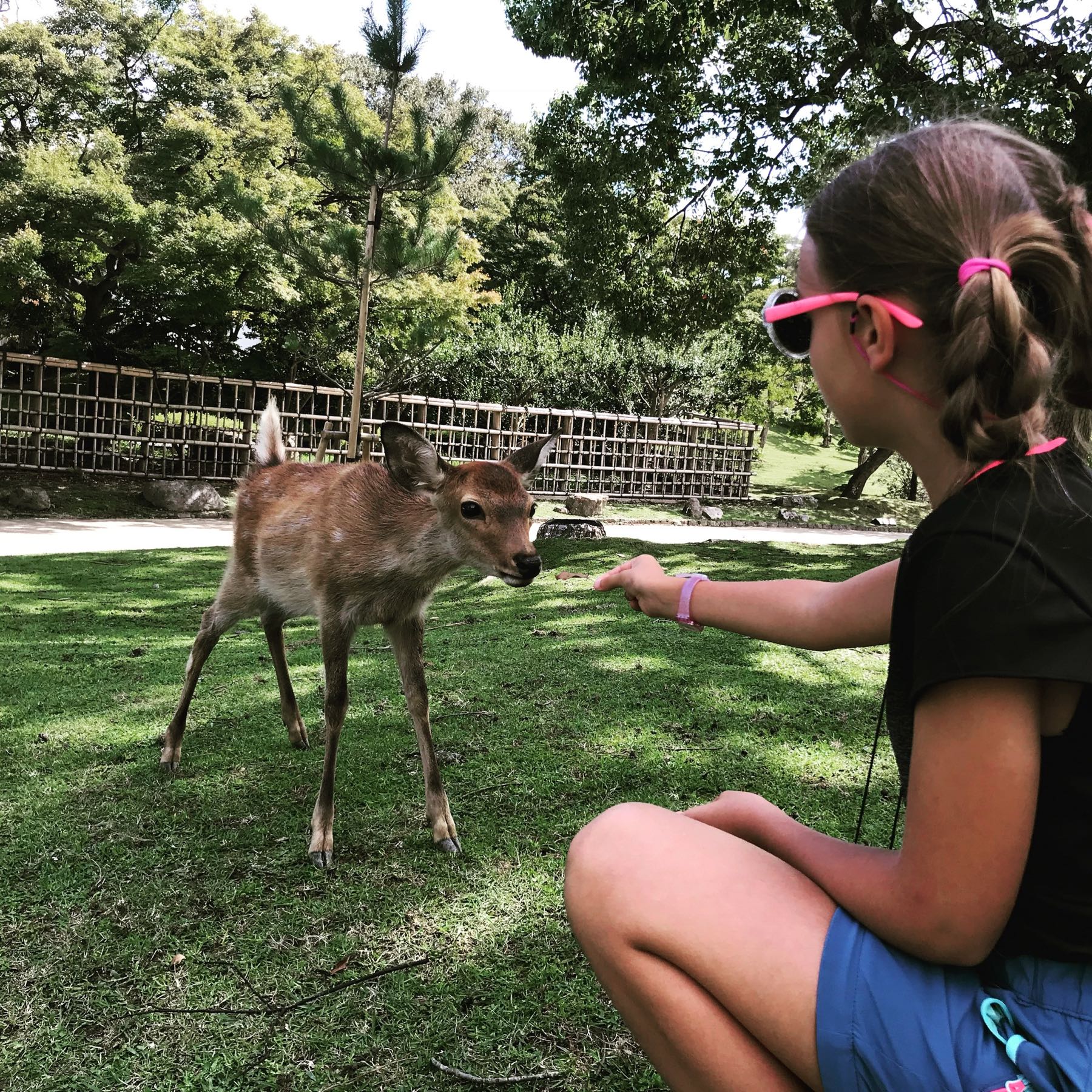 Comment apprivoiser un bébé daim ? - Eden à Nara