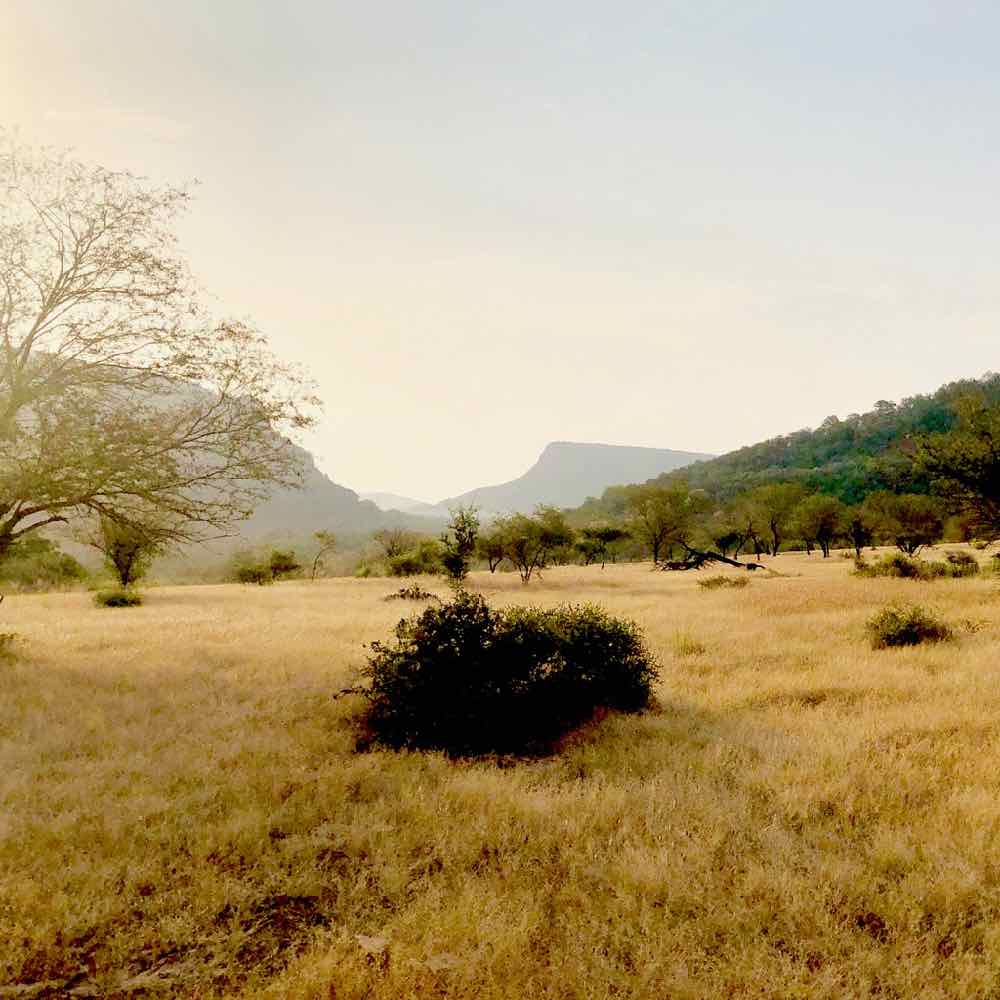 Ranthambore - Parc national - Rajasthan - Inde