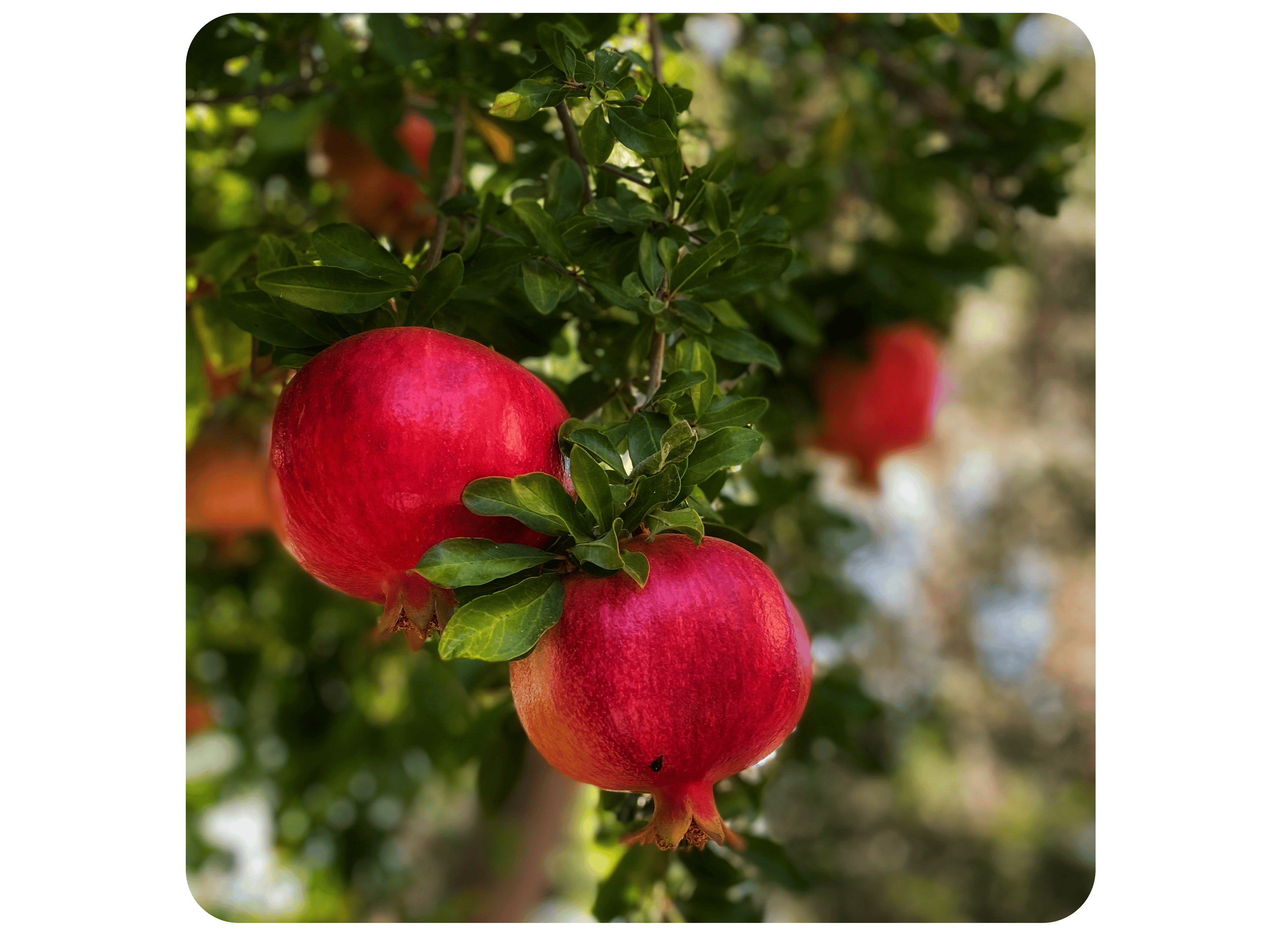 Pure Pomegranate