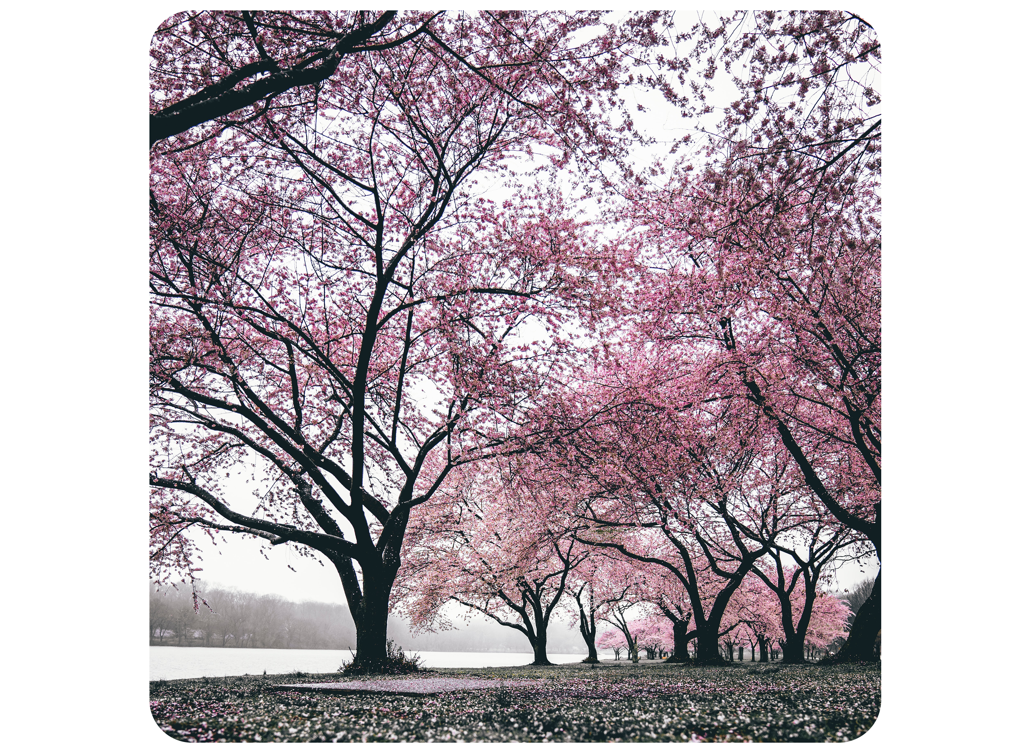 Sakura Path