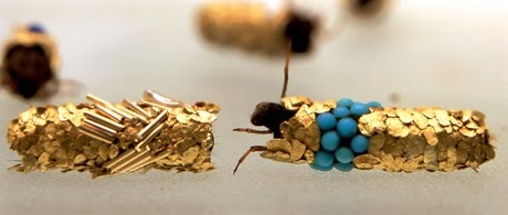 Precious larvae