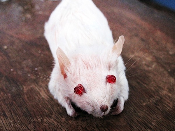 Taxidermied mouse flash drive