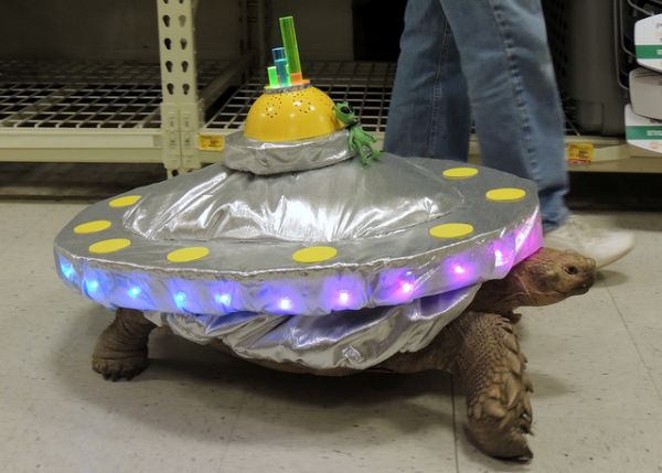 Toyvian 8 Pièces Simulé Carapace De Tortue Halloween Costume Costum