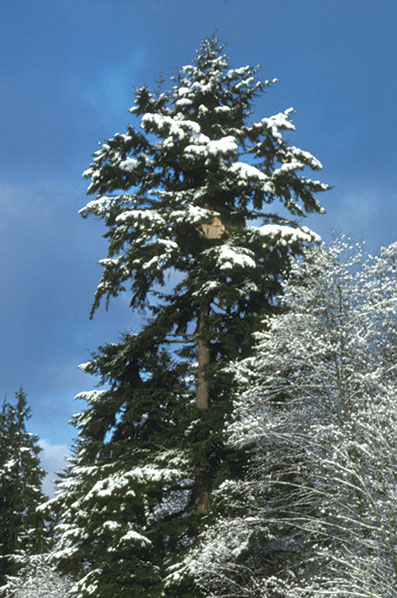 Retrospect — A Treehouse Grows in British Columbia