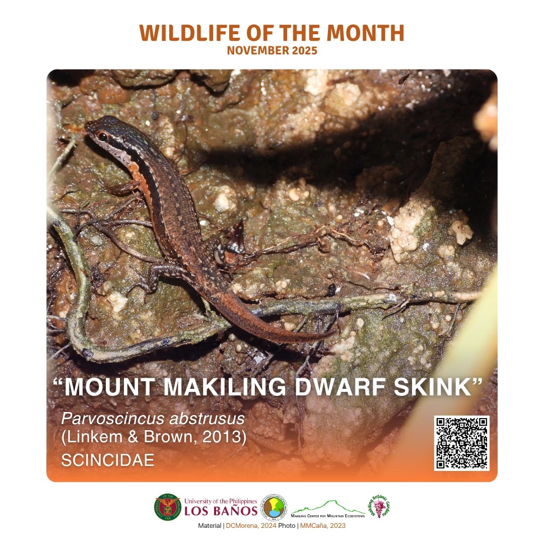 Mount Makiling Dwarf Skink is MBG’s Wildlife of the Month for November 2025