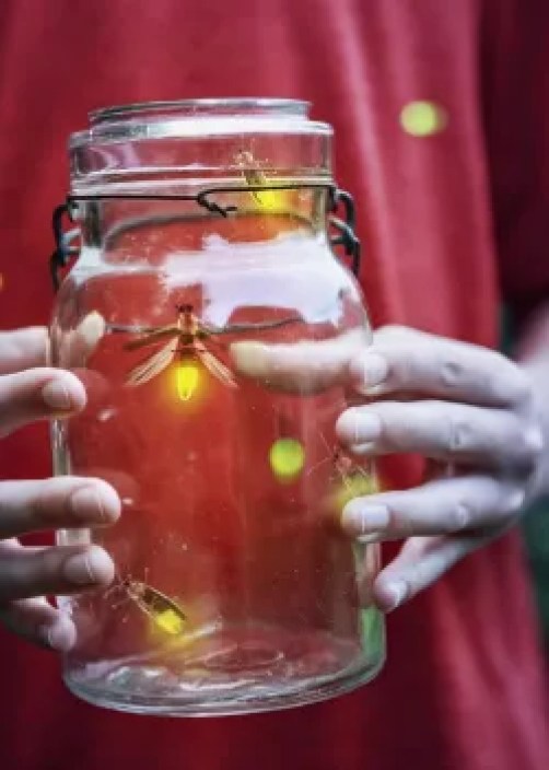 fireflies in a jar