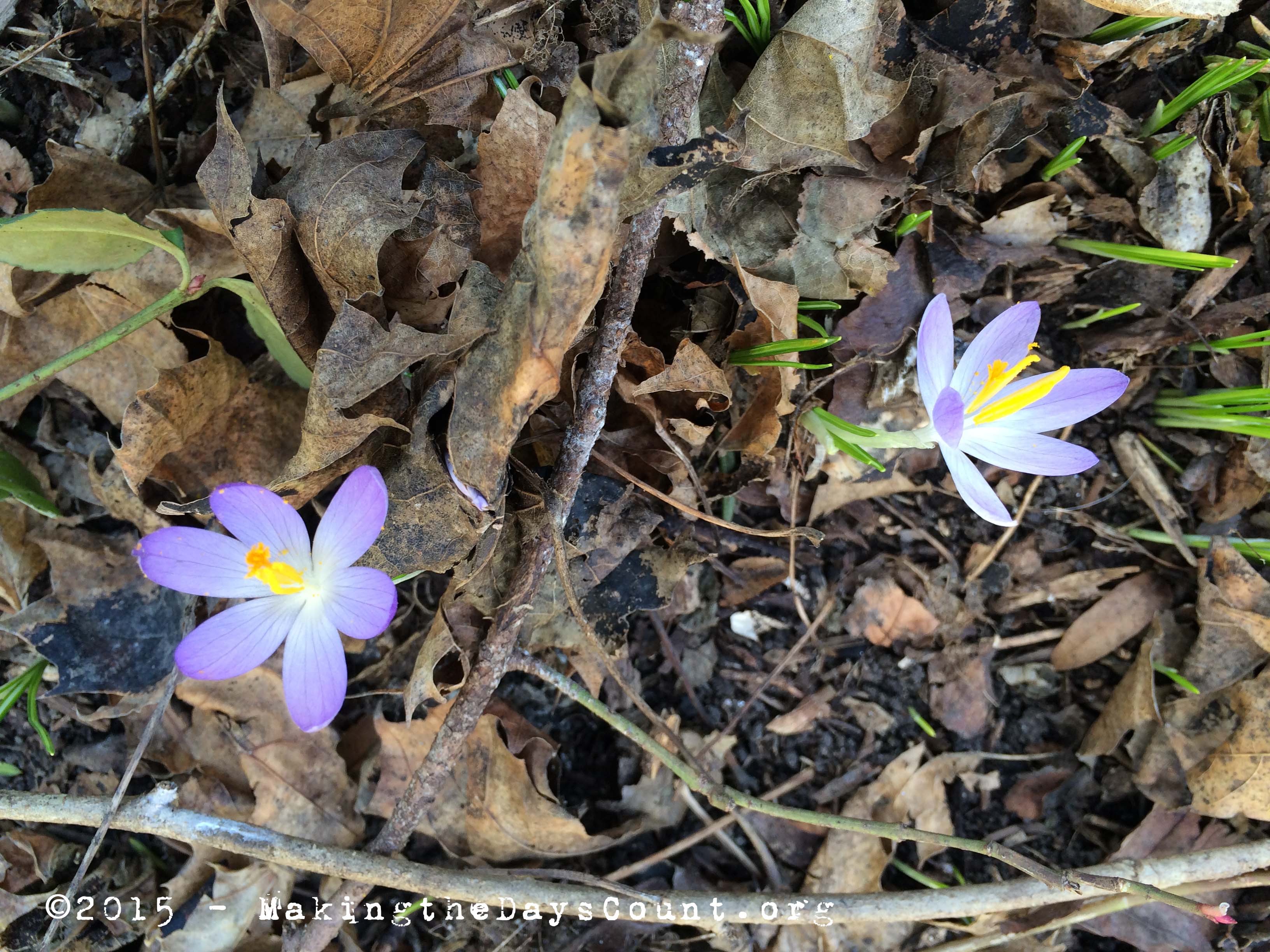 more crocuses