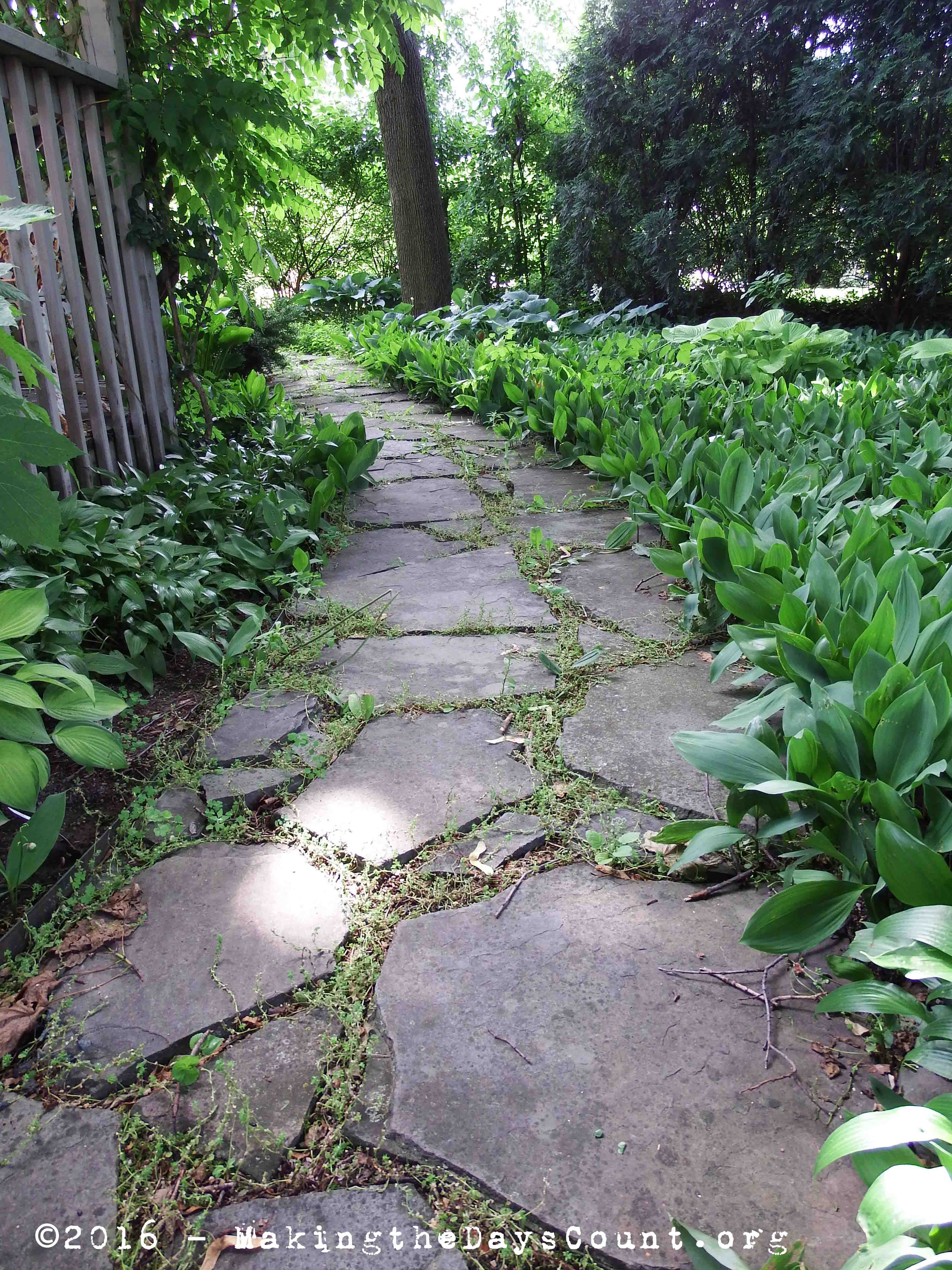 today's chore - weeds looking from the back to the front yard