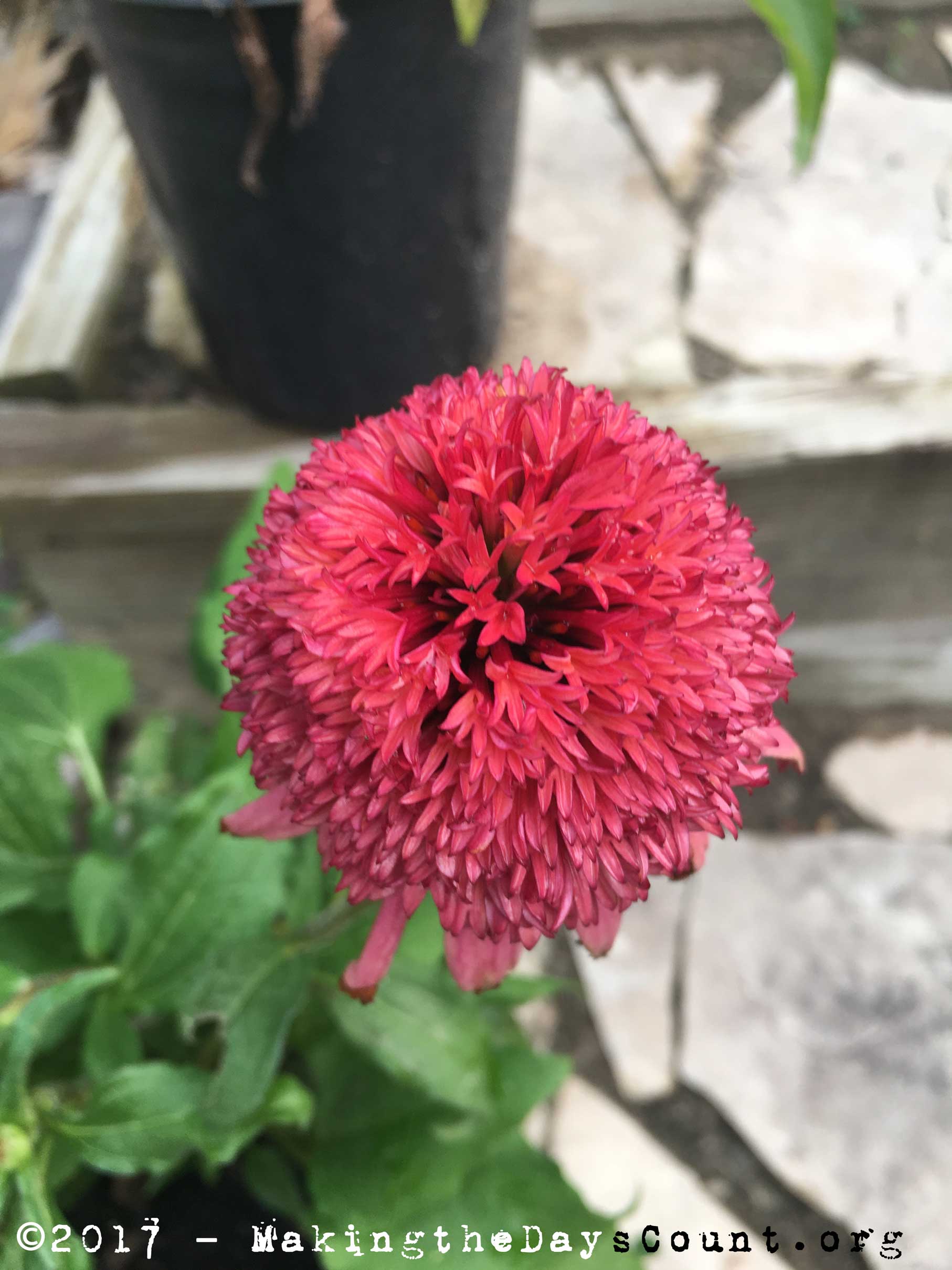 the lake - destined for the garden at home