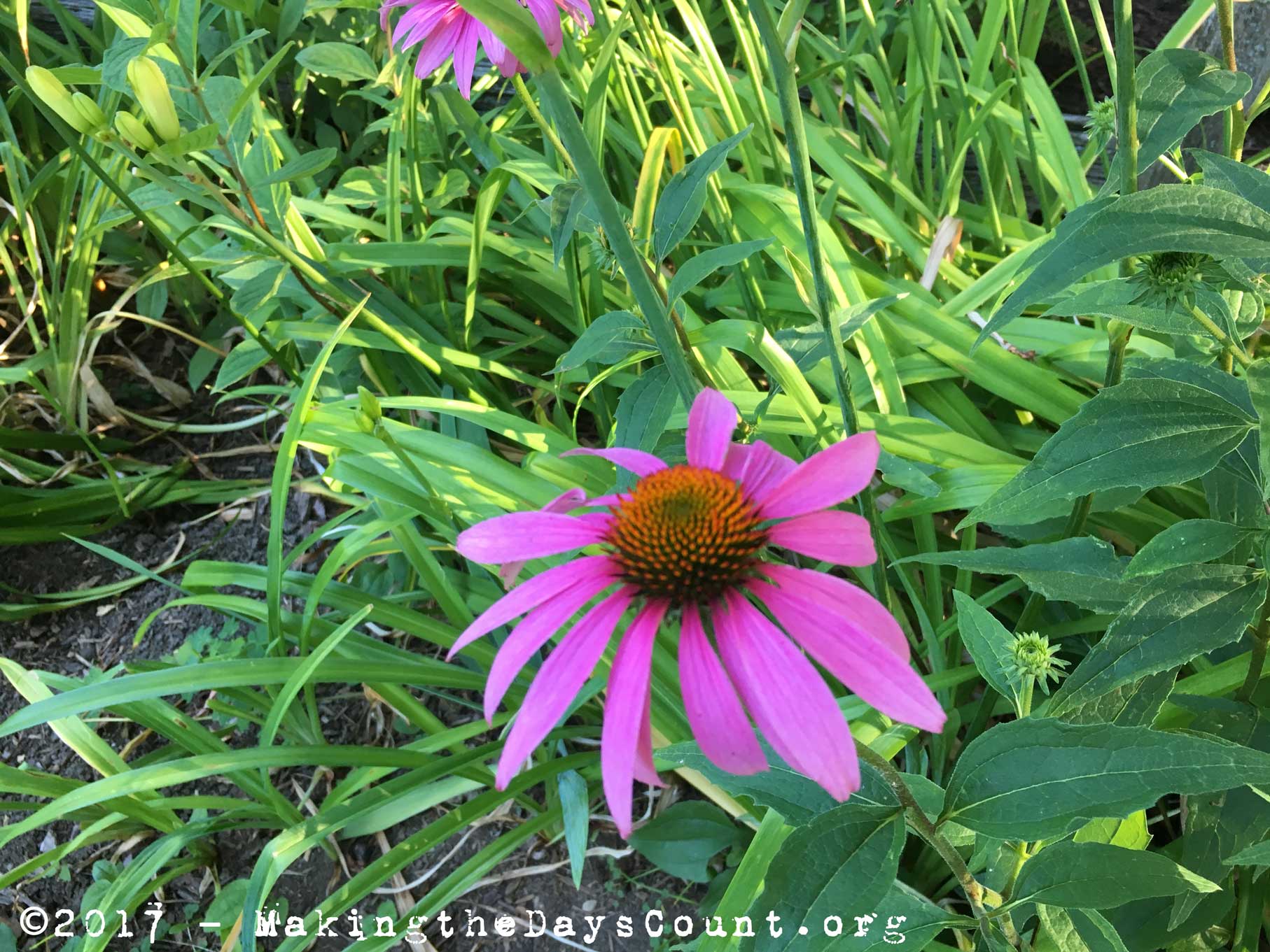 coneflowers at home