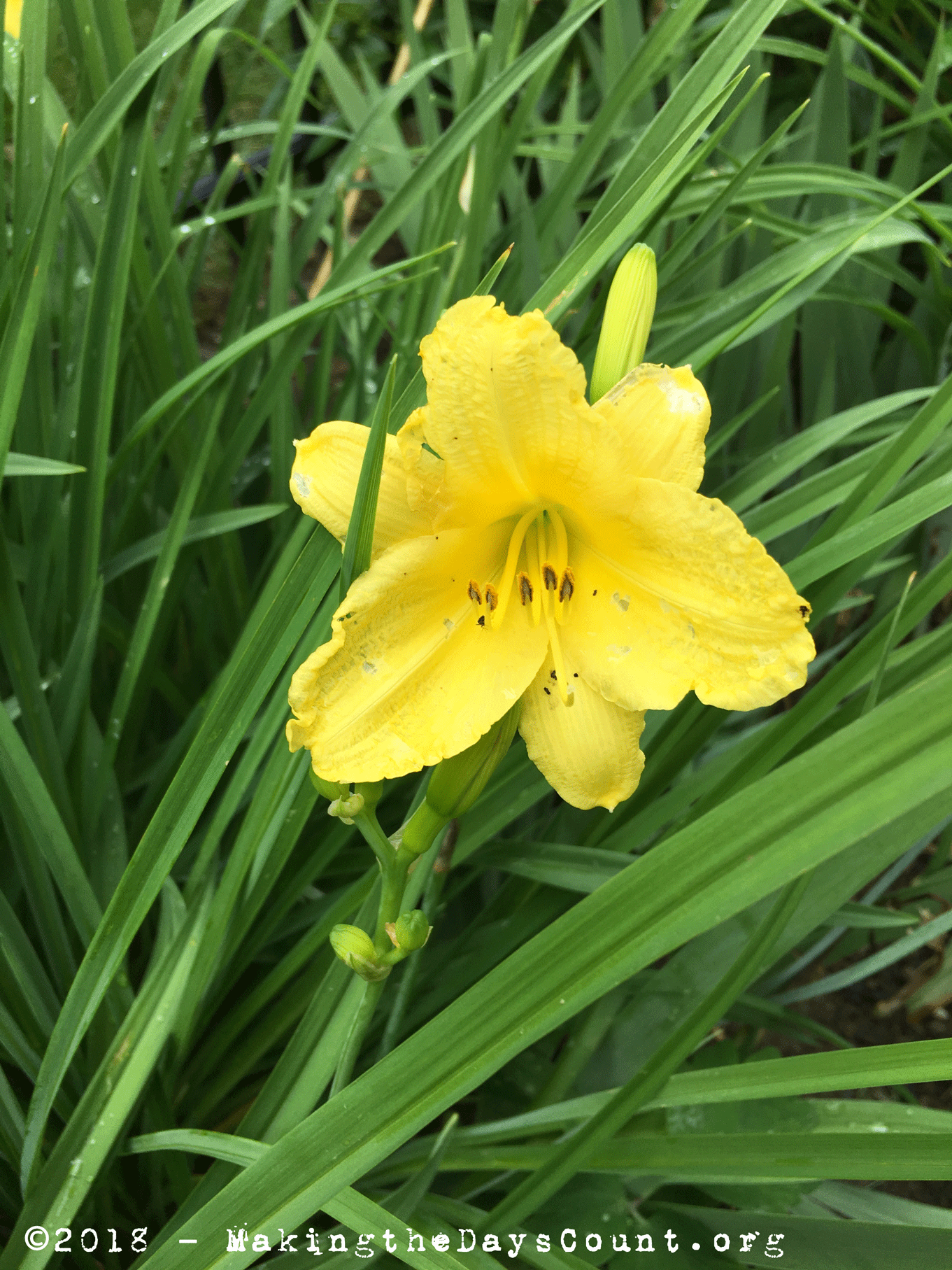 this pale yellow lily is a joy to behold...