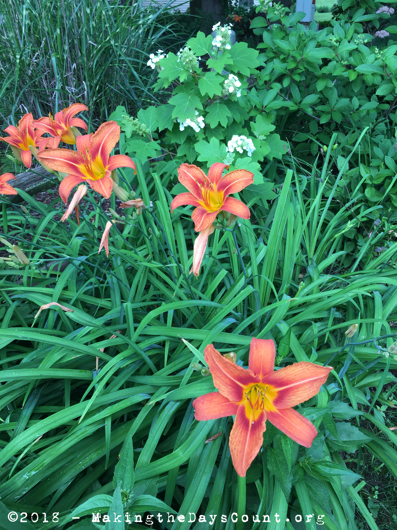 day lilies