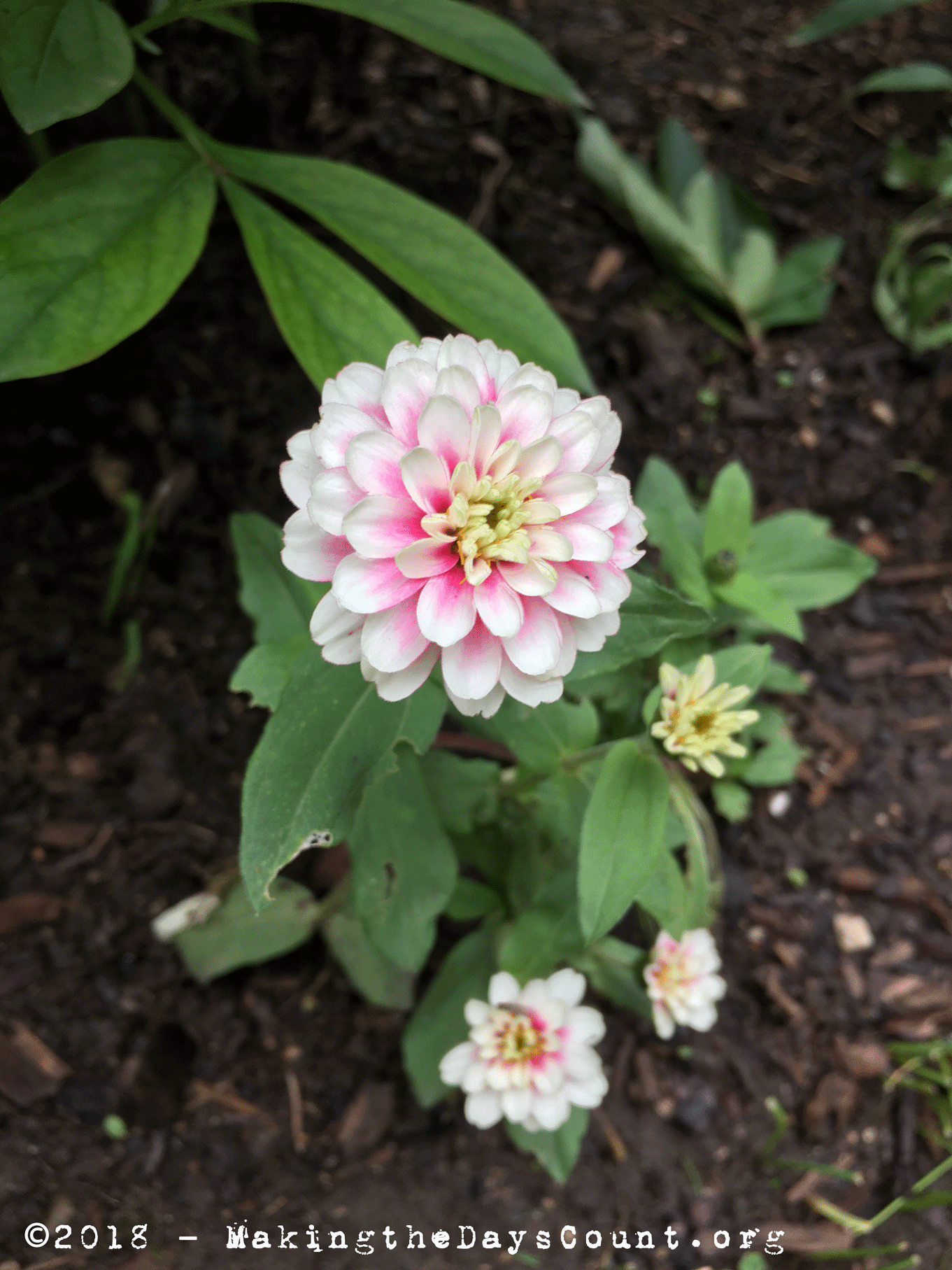 a pale pink zinnia...